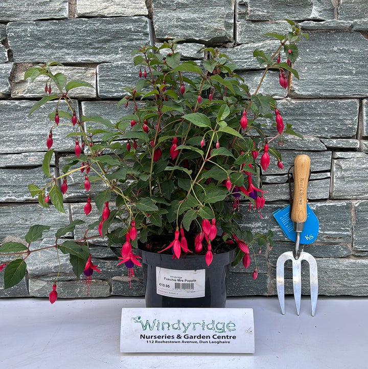 Fuchsia Mrs Popple