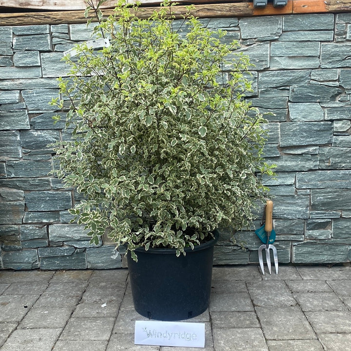 PITTOSPORUM tenu.  Malahide 20L