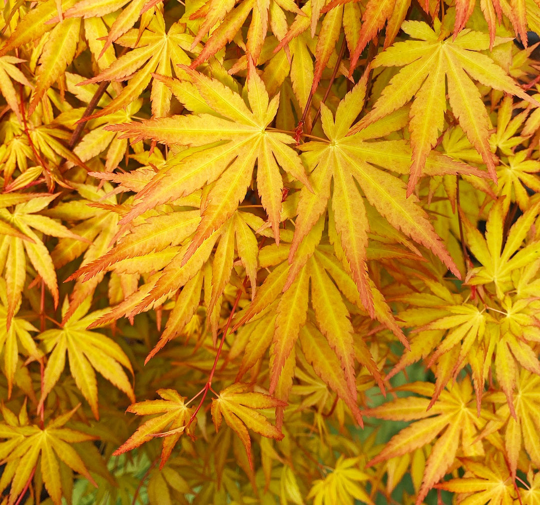 ACER PALM.  CASCADE GOLD  (PBR)