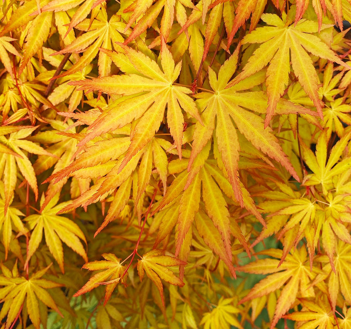 ACER PALM.  CASCADE GOLD  (PBR)