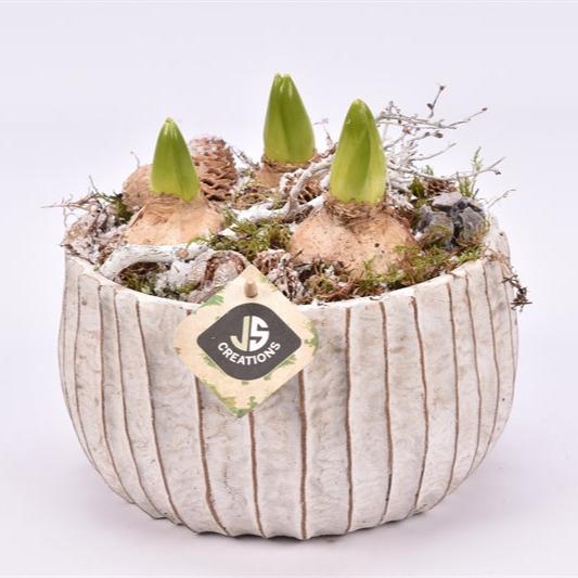 Arr. Hyacinthus Cement bowl ribbel ww 22cm