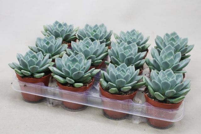 Succulent Pachyveria corvus  (8.5cm Pot)