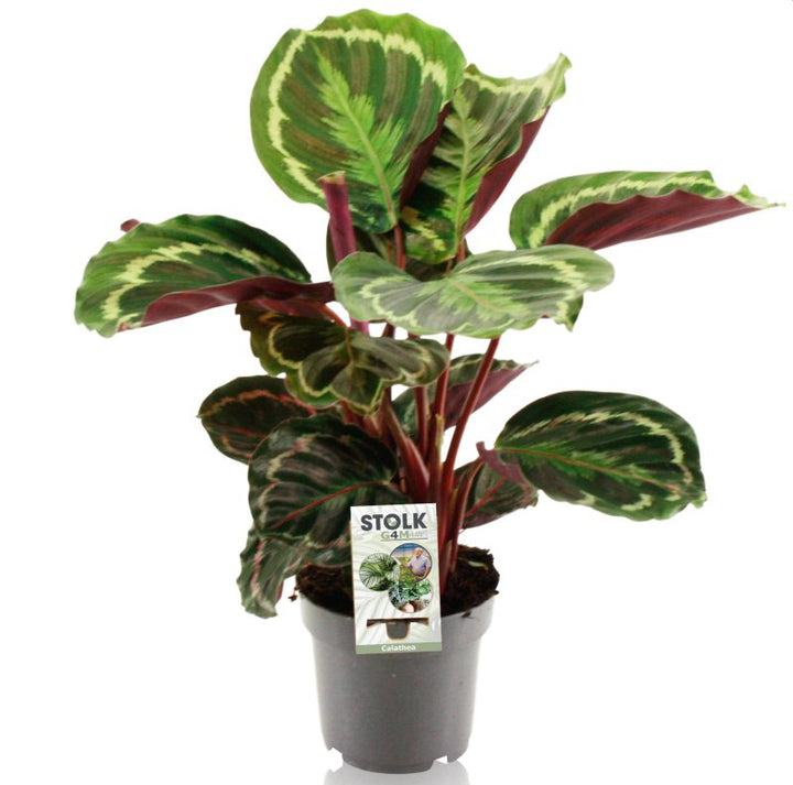 Peacock Plant (Calathea Medallion)