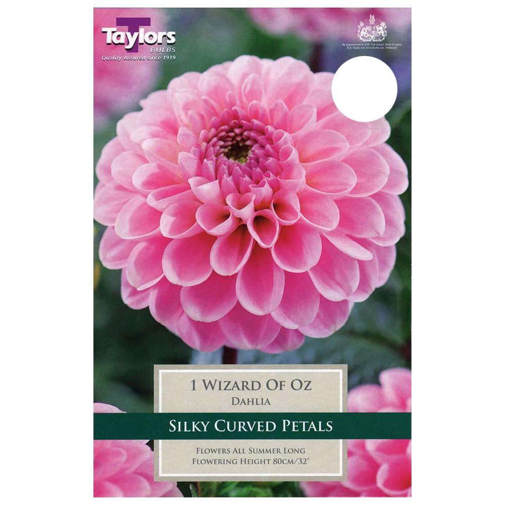 Dahlia Wizard of Oz