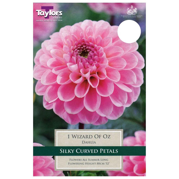 Dahlia Wizard of Oz