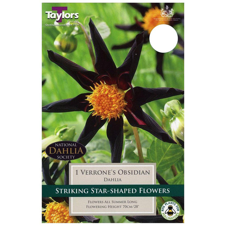 Dahlia Verrones Obsidian