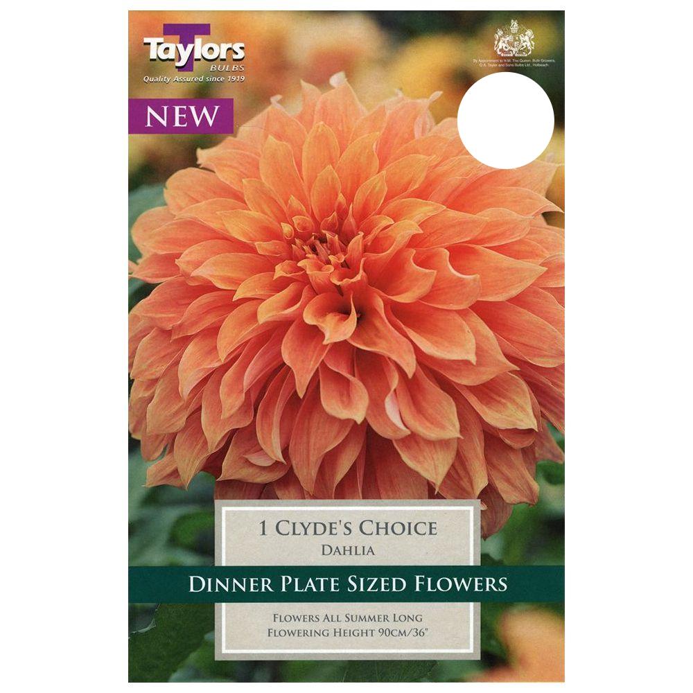 DAHLIA CLYDE S CHOICE