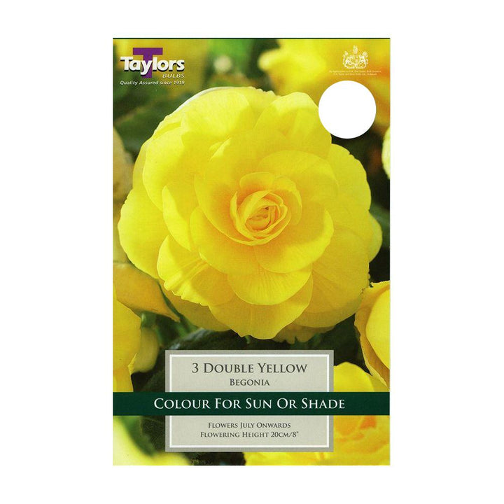 Begonia Double Yellow