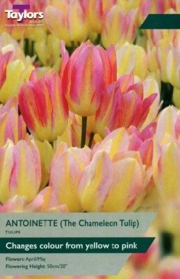 TULIP ANTOINETTE