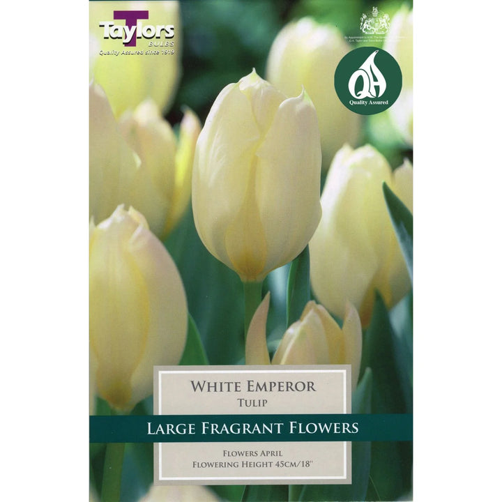 TULIP WHITE EMPEROR X 8