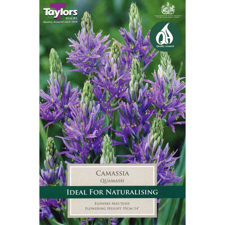 CAMASSIA QUAMASH X 15