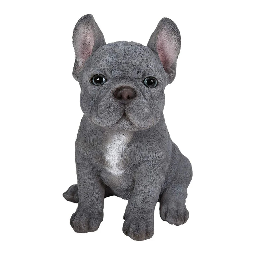 PP Blue French Bulldog F