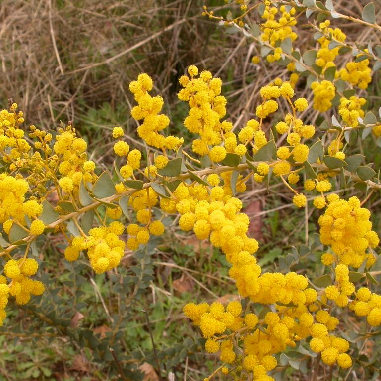 ACACIA PRAVISSIMA