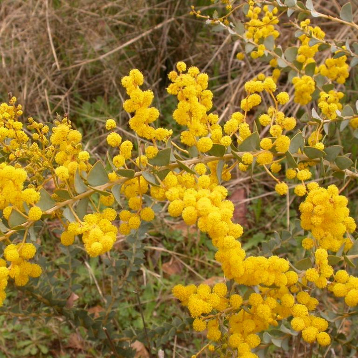 ACACIA PRAVISSIMA