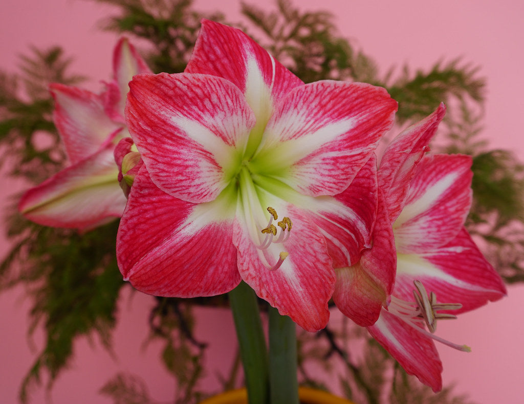 Hippeastrum-Exclusive-mix-pink-2