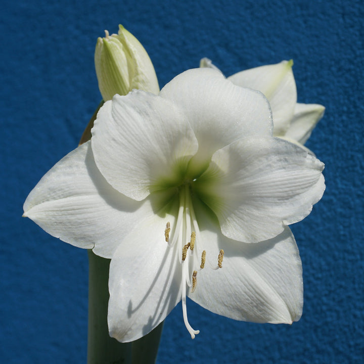 Hippeastrum-Exclusive-mix-white