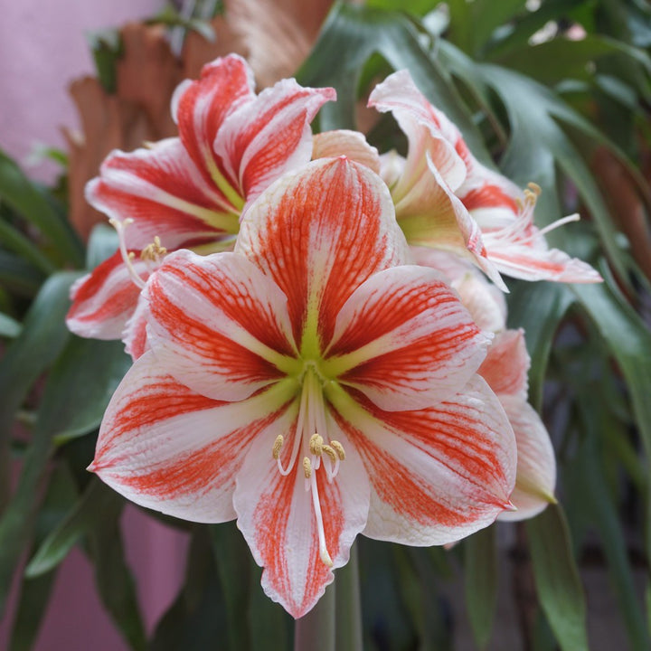 Hippeastrum-Exclusive-mix-pink