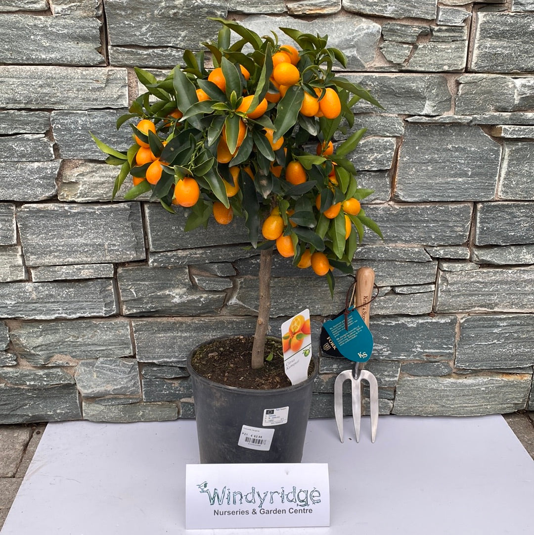 Fortunella margarita Kumquat on stem