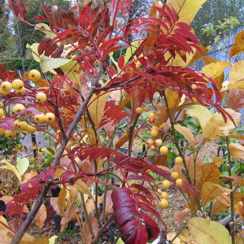 SORBUS JOSEPH ROCK