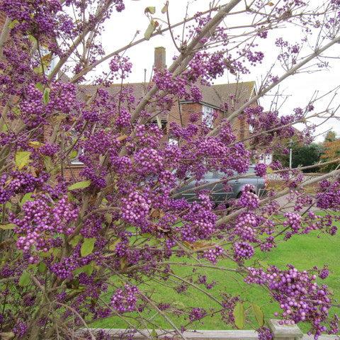 Callicarpa bod. Profusion