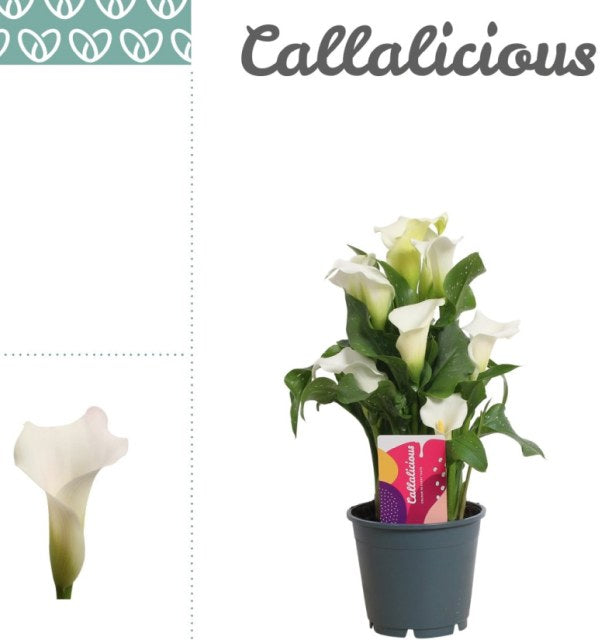 Zantedeschia Crystal Blush (white)