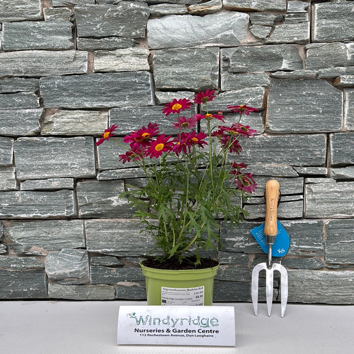 Argyranthemum Madeira Red