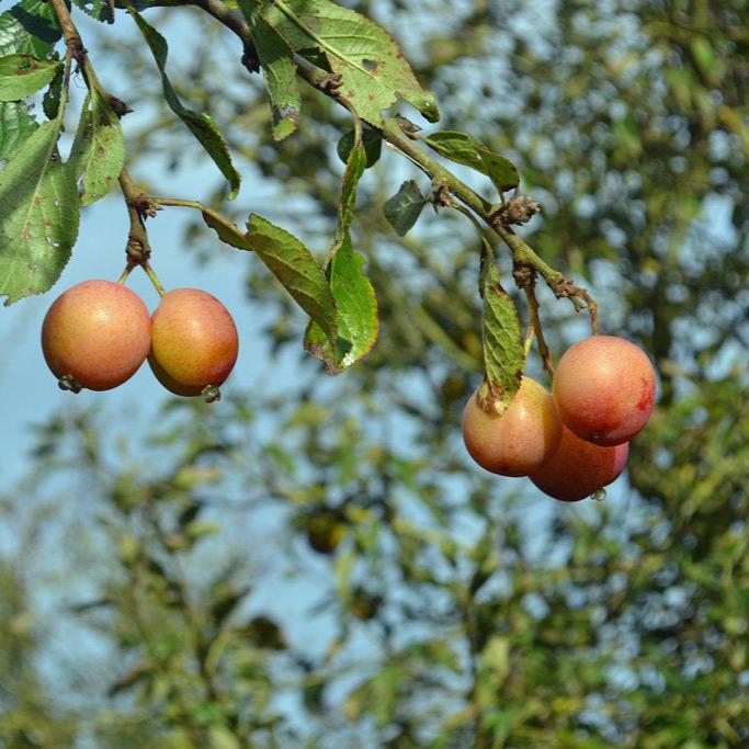 PLUM VICTORIA 2 YR BUSH 10Ltr