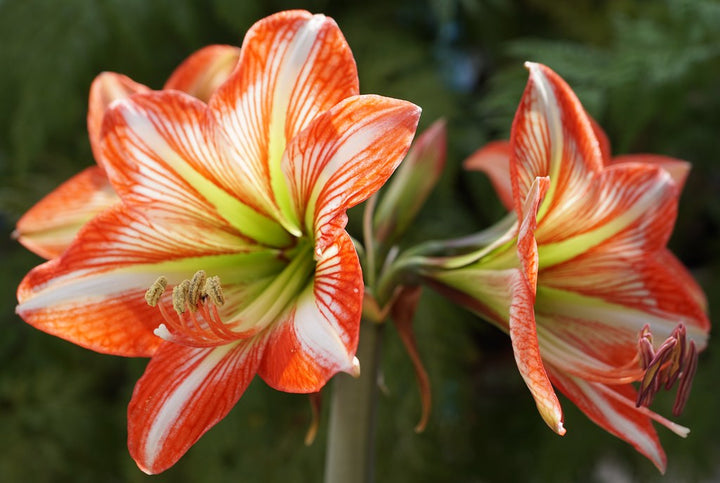 Hippeastrum-Exclusive-mix-orange-white