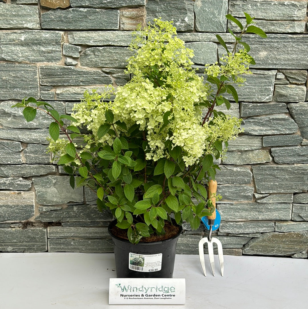 HYDRANGEA pan Bobo