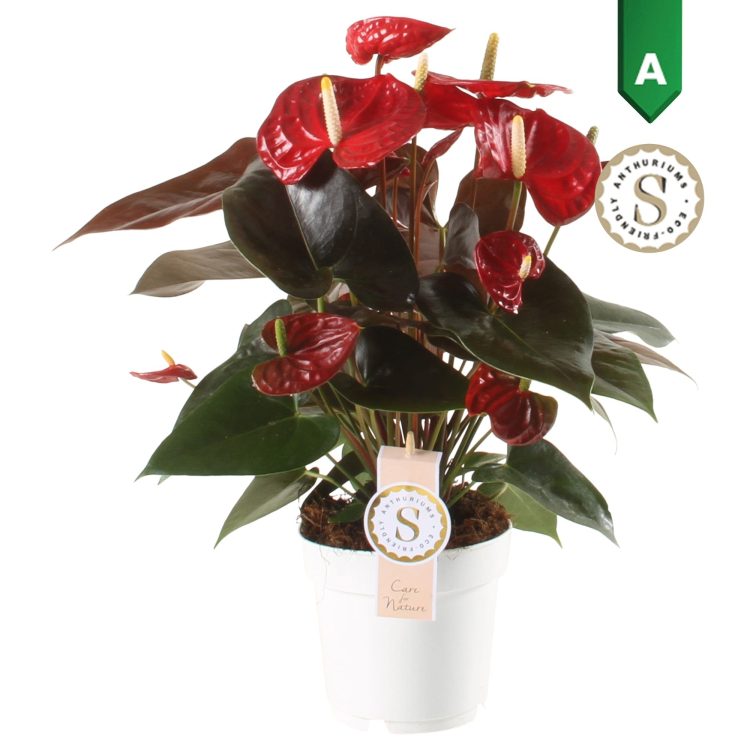 Anthurium and. Coral Champion  P14