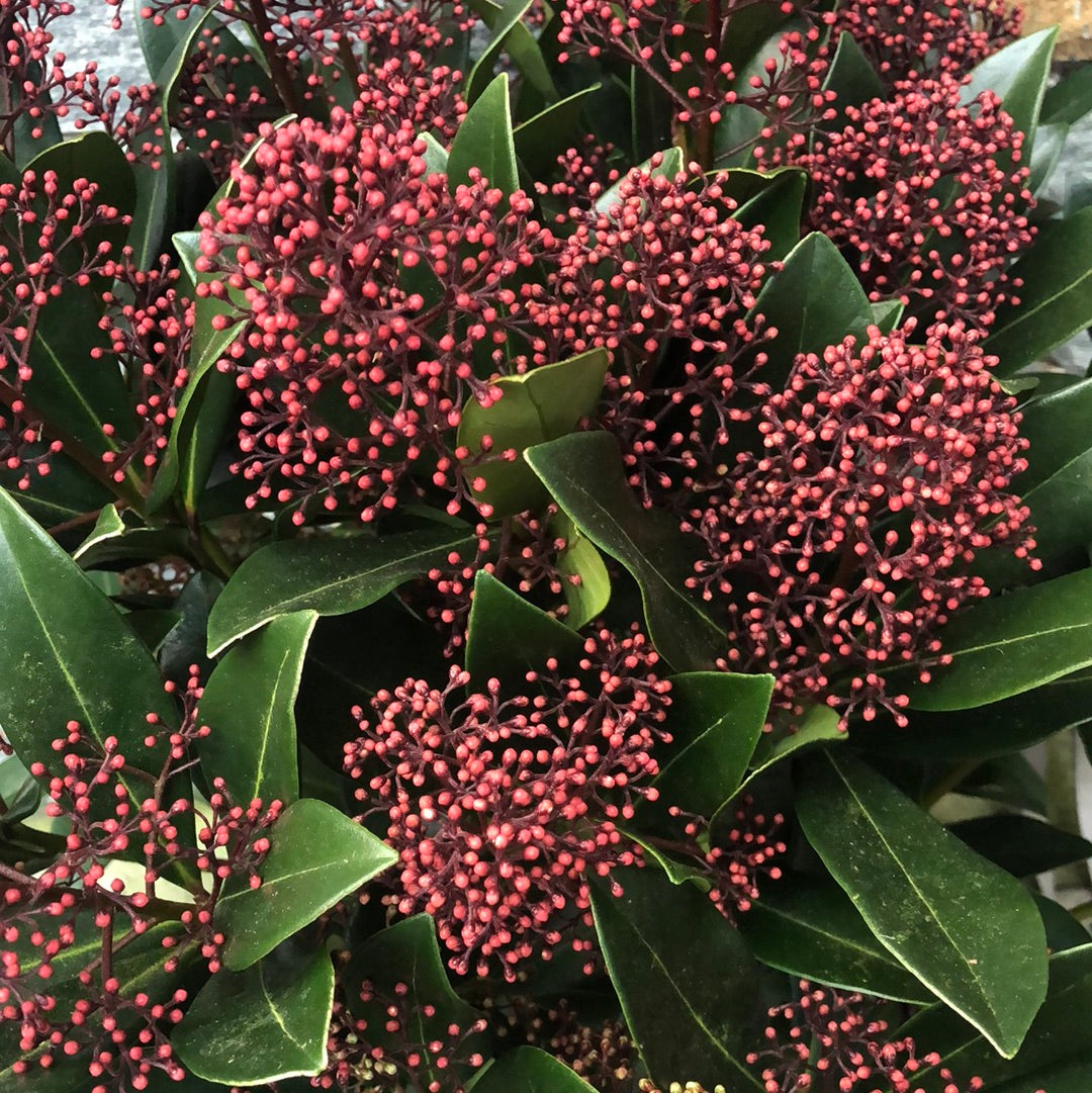 Skimmia jap. Rubella