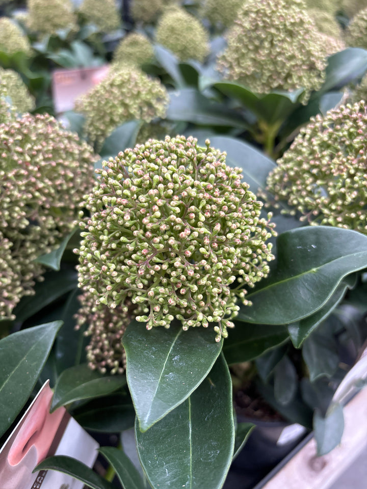 Skimmia jap. Fragrant Cloud  1.5 Ltr pot