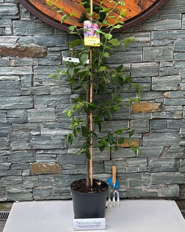 PLUM VICTORIA 2 YR BUSH 10Ltr