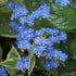 Brunnera macr. Jack Frost  2 Ltr pot