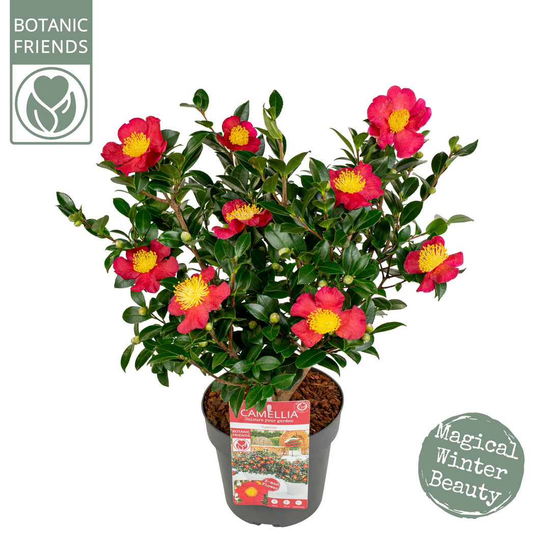 Camellia-sas.-Yuletide-Potted-3