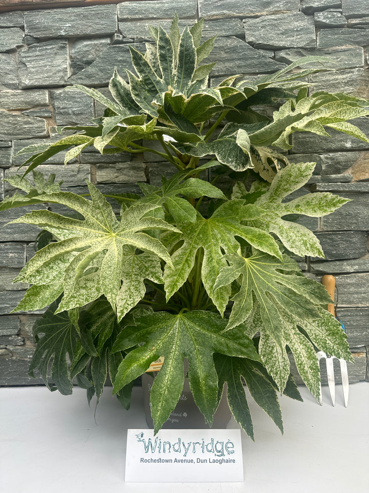 FATSIA JAPONICA SPIDERS WEB