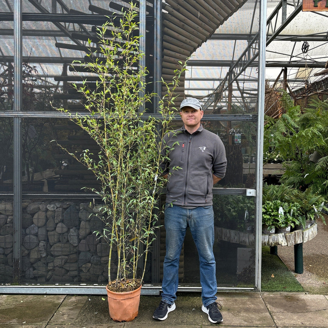 PHYLLOSTACHYS NIGRA CLT 12 VASO ROSSO H 150 - 200 CM