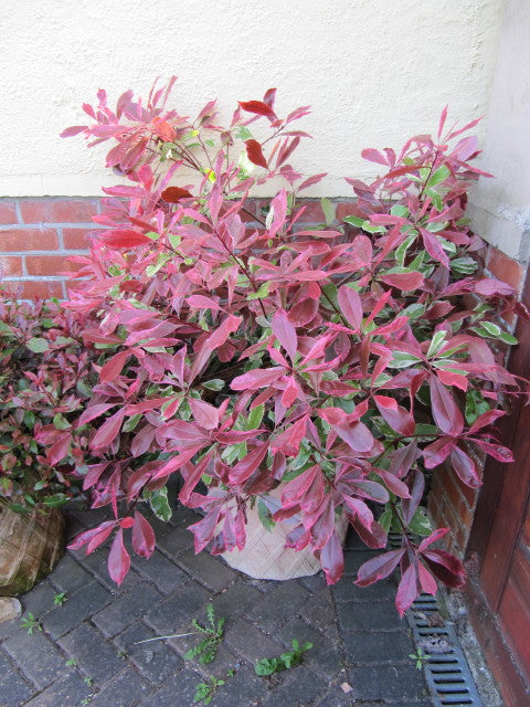 PHOTINIA SERR. PINK MARBLE CLT 10