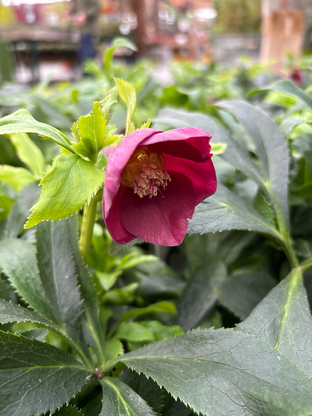 Helleborus orient. Hello Red  P17