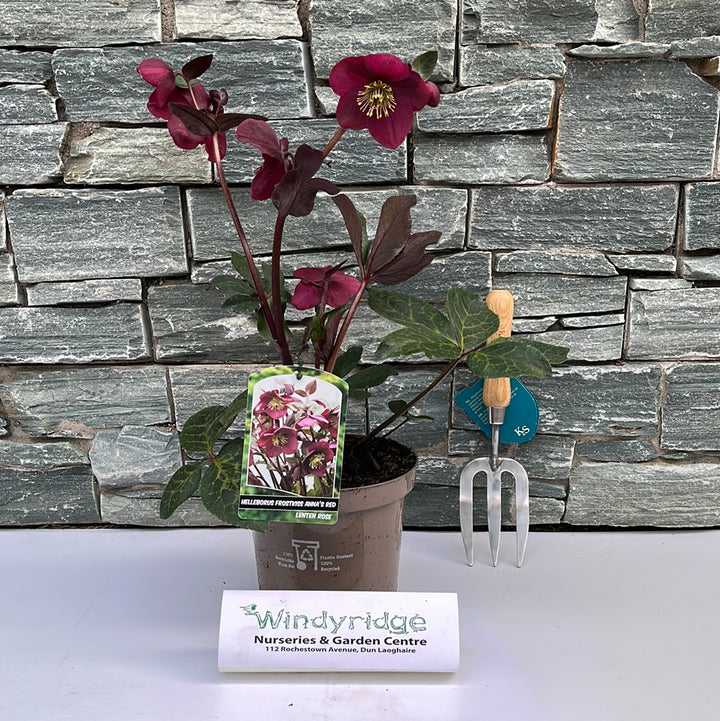 HELLEBORUS FROSTKISS ANNA S RED