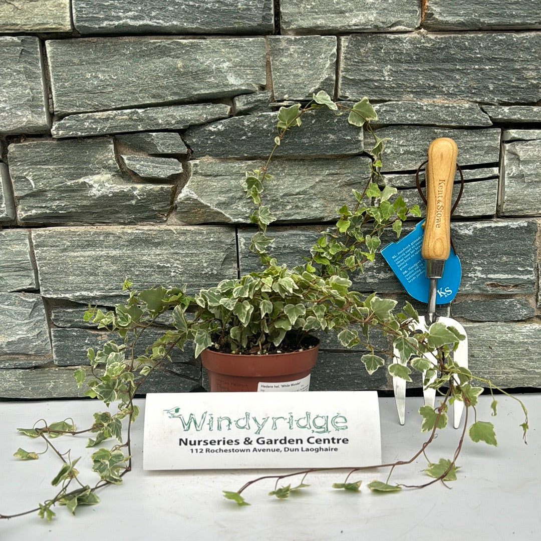 Ivy Hedera hel. White Wonder  (13cm Pot)