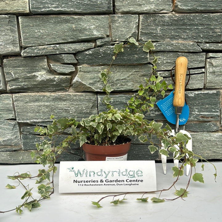 Ivy Hedera hel. White Wonder  (13cm Pot)