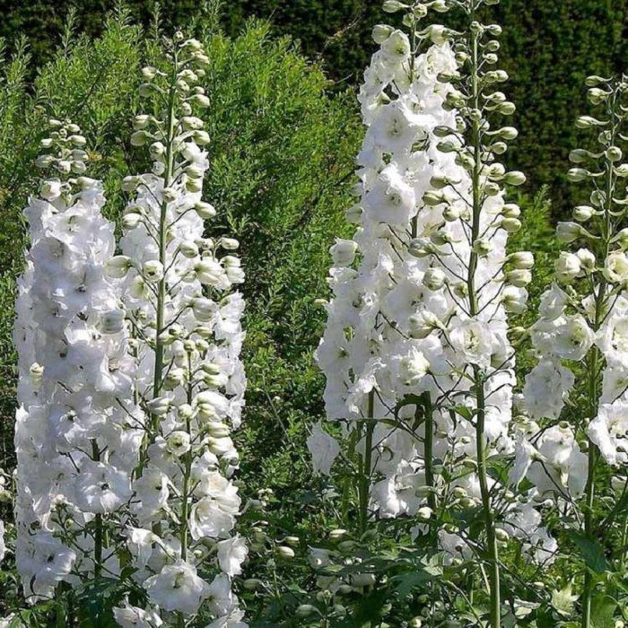 Delphinium Magic Fountain White