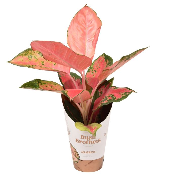 Chinese Evergreen Aglaonema Orange Star  (12cm Pot)