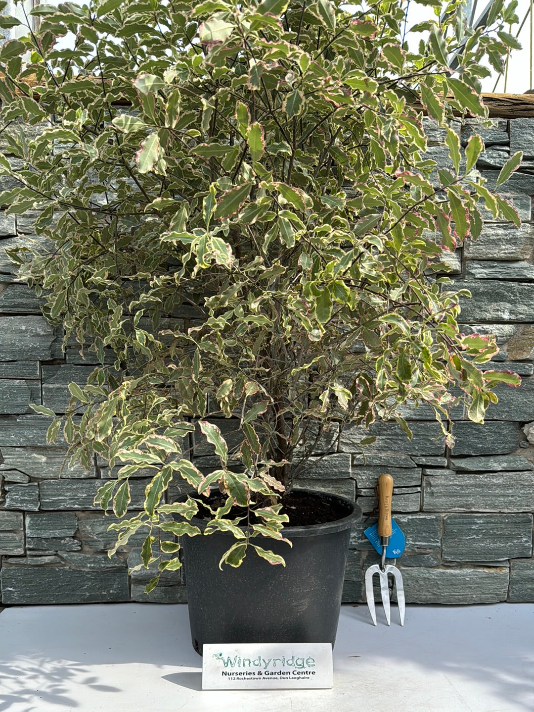 PITTOSPORUM tenu.Elizabeth 20L