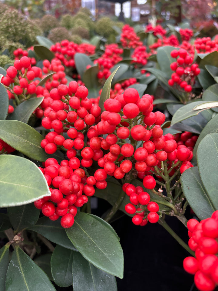 Skimmia jap. Temptation  C5  berried 20-25 cl.