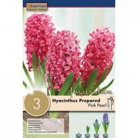 HYACINTHUS EF PINK PEARL 3 Bulbs