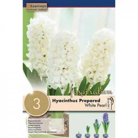 HYACINTHUS EF WHITE PEARL 3 Bulbs