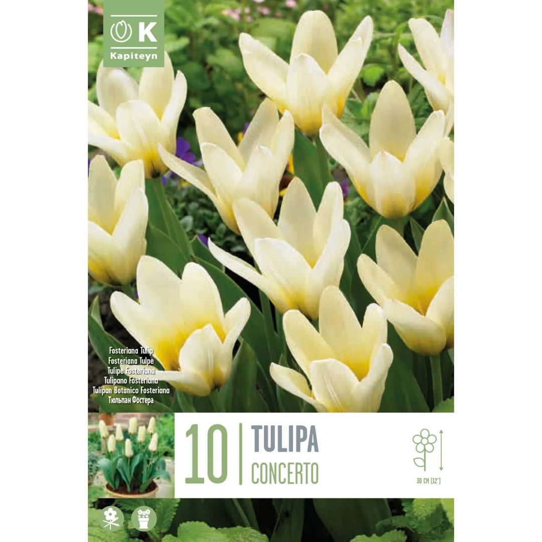 TULIPA CONCERTO X 10