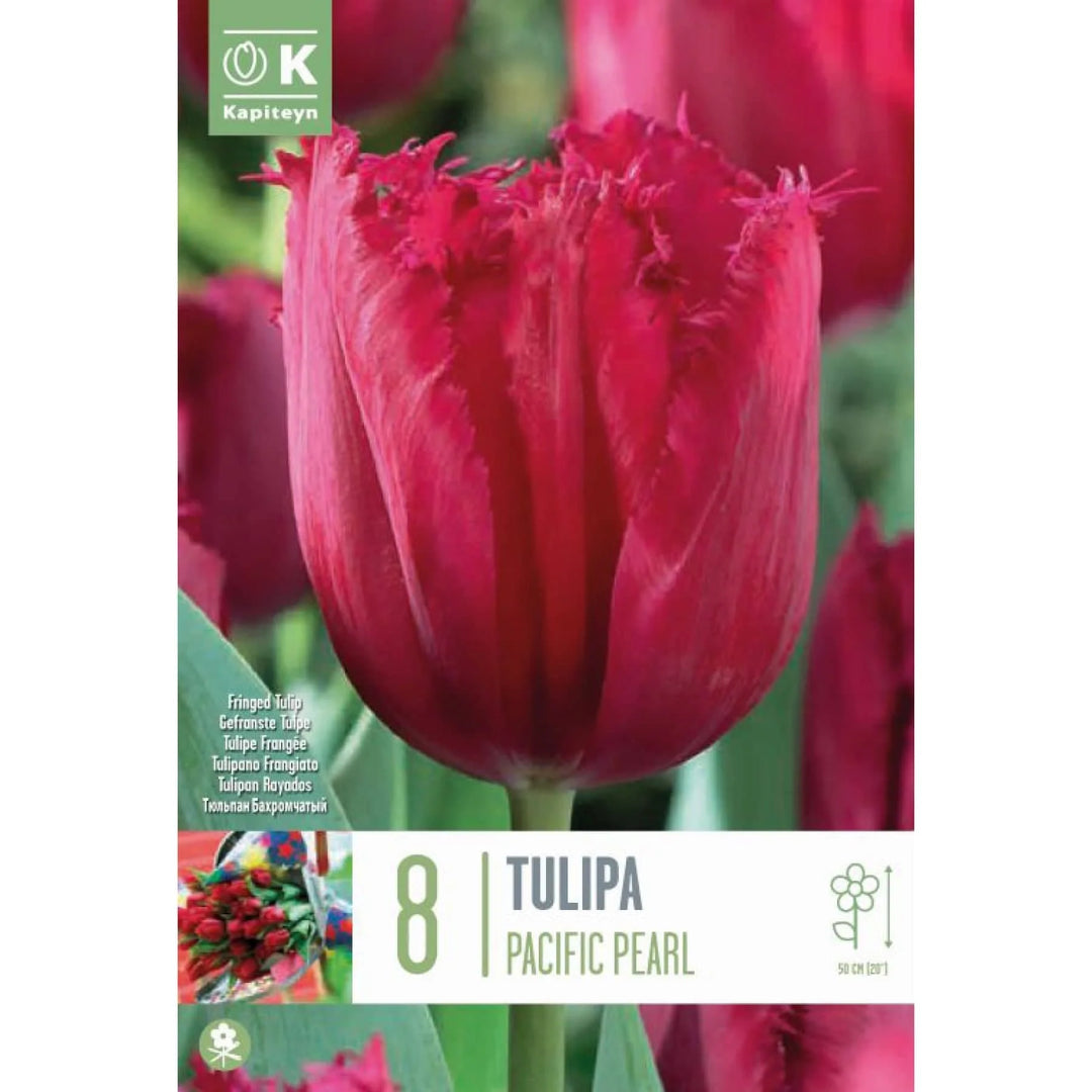 TULIP FRINGED  PACIFIC PEARL X 8